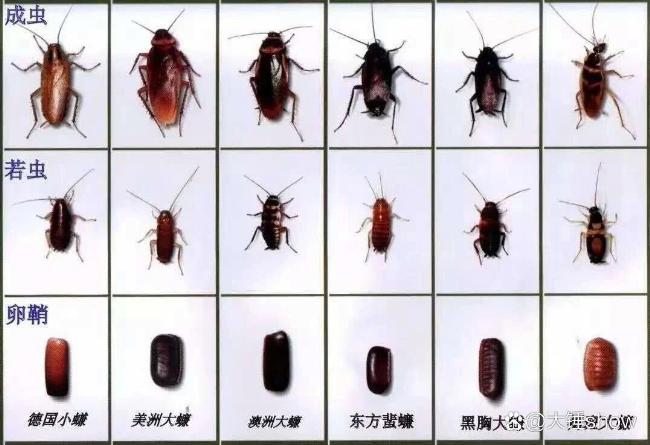 四种蟑螂的区分